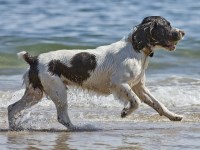 English Springer Spaniel thumbnail